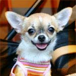 チワワ スムース 画像 ビーニー