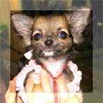 チワワ ロングコート 画像 メープル